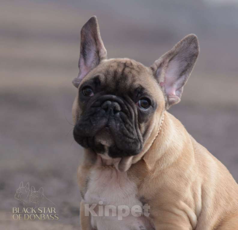 Собаки в Ртищево: Щенки французского бульдога Мальчик, 80 000 руб. - фото 3