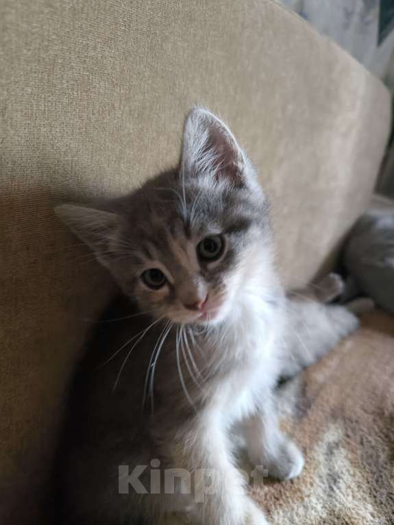 Кошки в Люберцах: Гипоалергеная кошка  Девочка, 5 000 руб. - фото 4