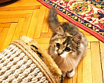 Кошки в Москве: Котенок,  4,5 месяца Девочка, Бесплатно - фото 2