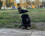 Собаки в Шатуре: Щенки восточноевропейской овчарки, 6 000 руб. - фото 10
