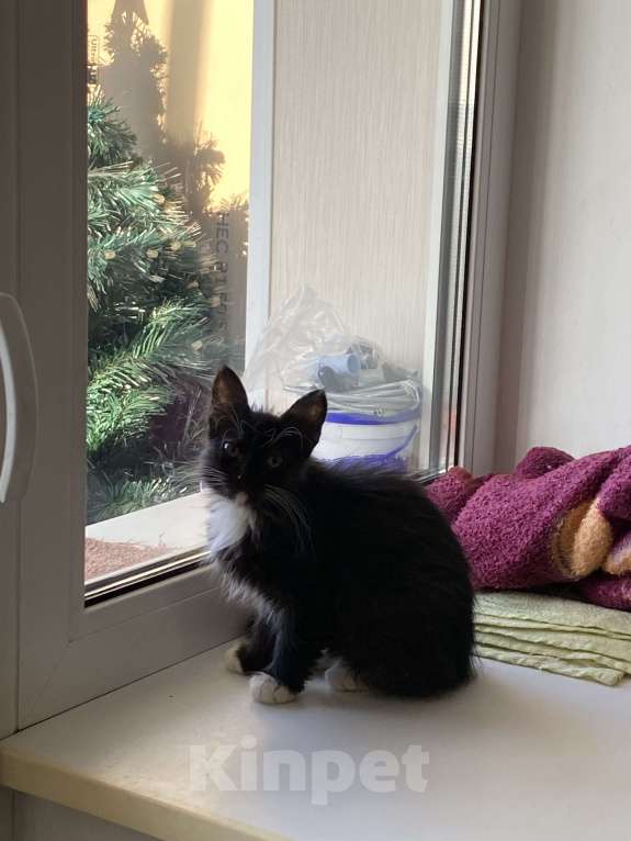 Кошки в Хабаровске: Кошечка Луффи Девочка, Бесплатно - фото 2