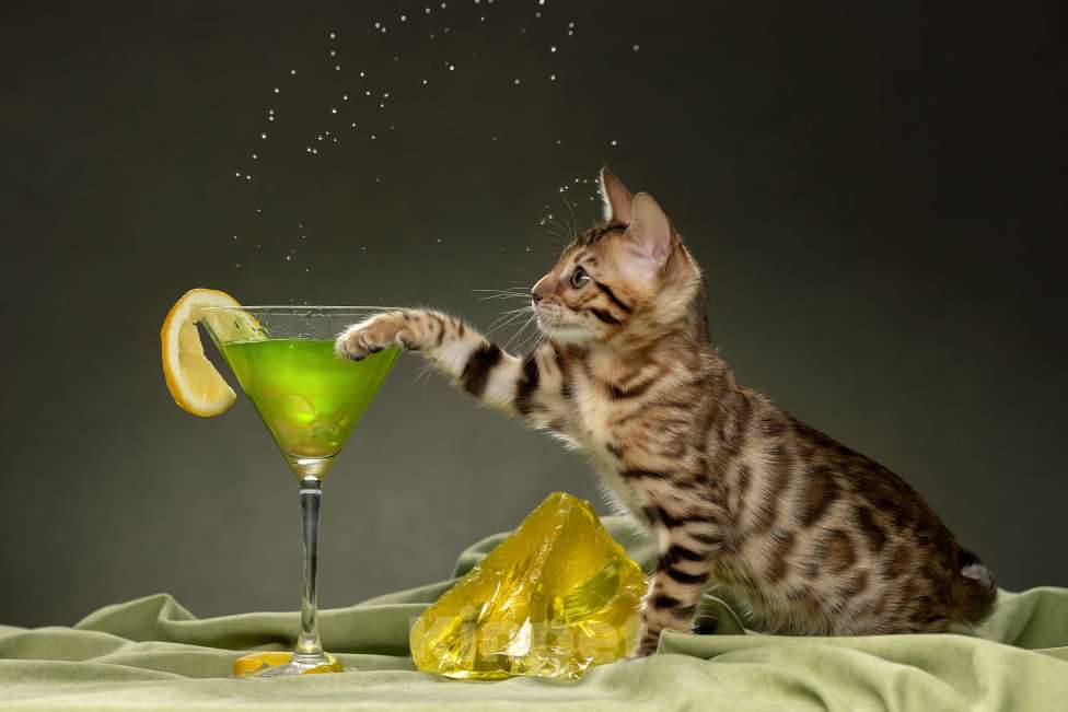 Кошки в Санкт-Петербурге: Бенгальская девочка Campari  Девочка, 50 000 руб. - фото 3