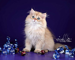 Кошки в Санкт-Петербурге: Британский длинношерстный котик Мальчик, Бесплатно - фото 4