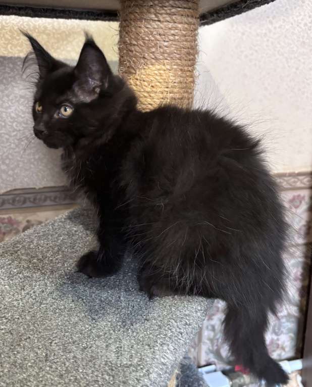 Кошки в Петергофе: Девулечка Девочка, 45 000 руб. - фото 2