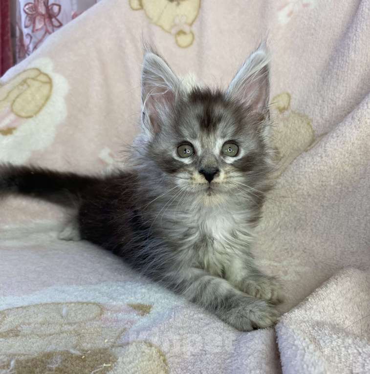 Кошки в Дмитрове: Черная серебристая мраморная девочка мейн кун Девочка, 15 000 руб. - фото 1