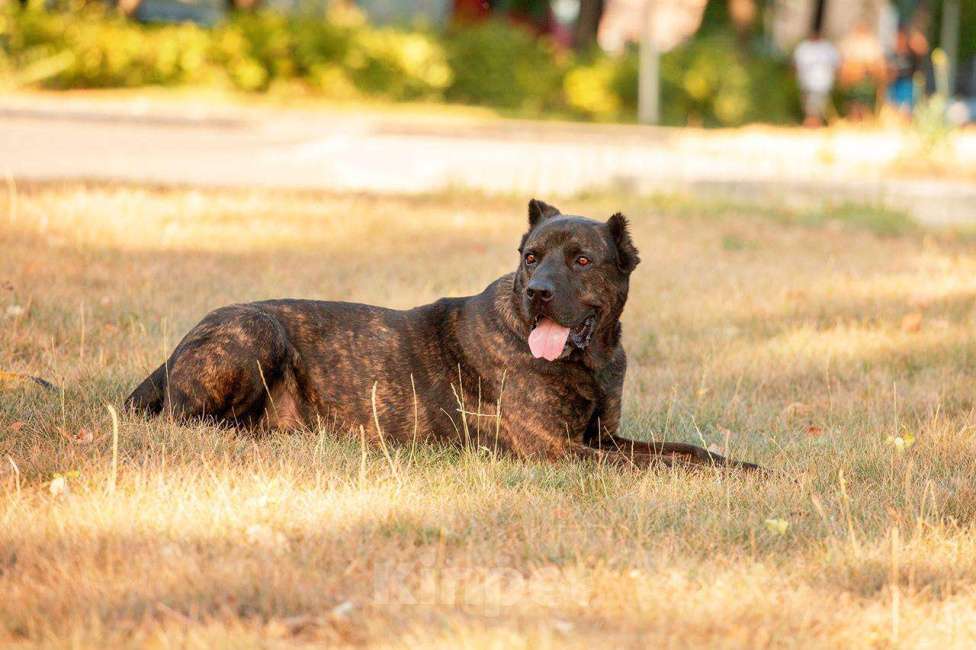 Собаки в Москве: Необыкновенный красавец кане-корсо Рэй в добрые руки Мальчик, Бесплатно - фото 7