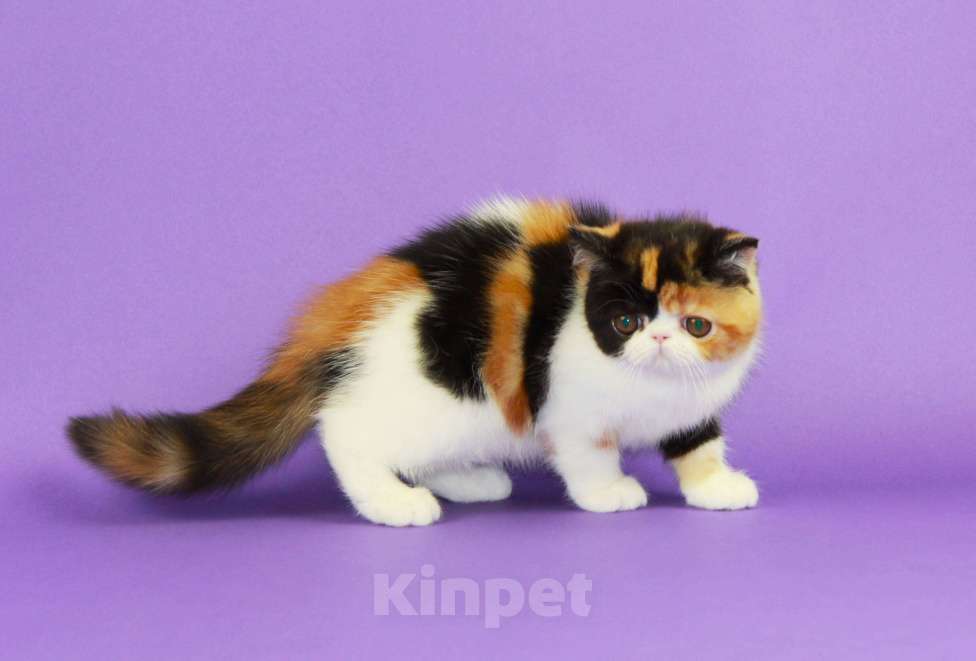 Кошки в Нижнем Новгороде: Красивая черепаховая кошечка экзот Девочка, 70 000 руб. - фото 6