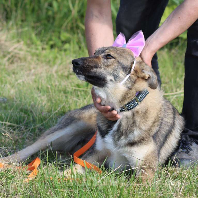 Собаки в Москве: Молодая ласковая собака в добрые руки Девочка, Бесплатно - фото 5