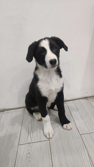 Бордер колли  (Зевс)