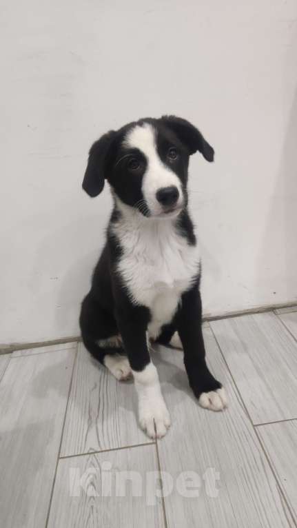 Собаки в Лебедяни: Бордер колли  (Зевс) Мальчик, 7 000 руб. - фото 1