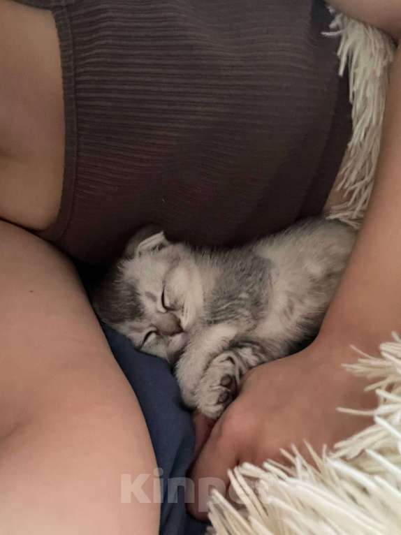 Кошки в других городах Московской области: Серебристая шиншилла скоттиш-фолд девочка Девочка, 18 000 руб. - фото 3