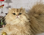 Кошки в Екатеринбурге: Королевишна КАРОЛИНА Девочка, 1 000 руб. - фото 4