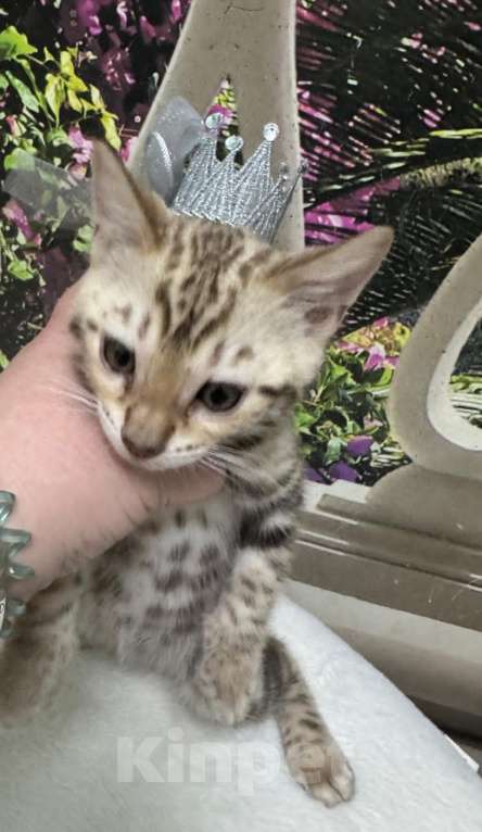 Кошки в Москве: Бенгал Девочка, 14 900 руб. - фото 6