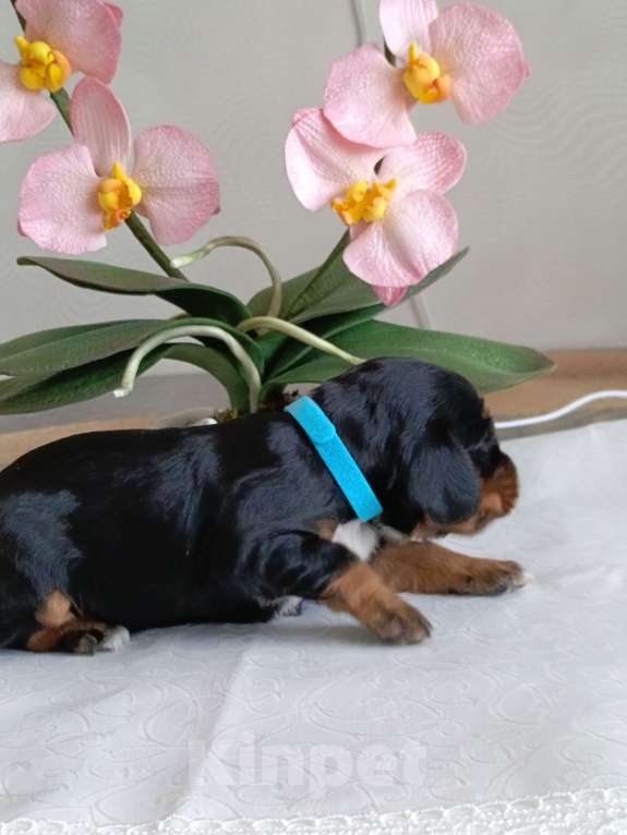 Собаки в Москве: Русский охотничий спаниель мальчик Мальчик, 50 000 руб. - фото 7