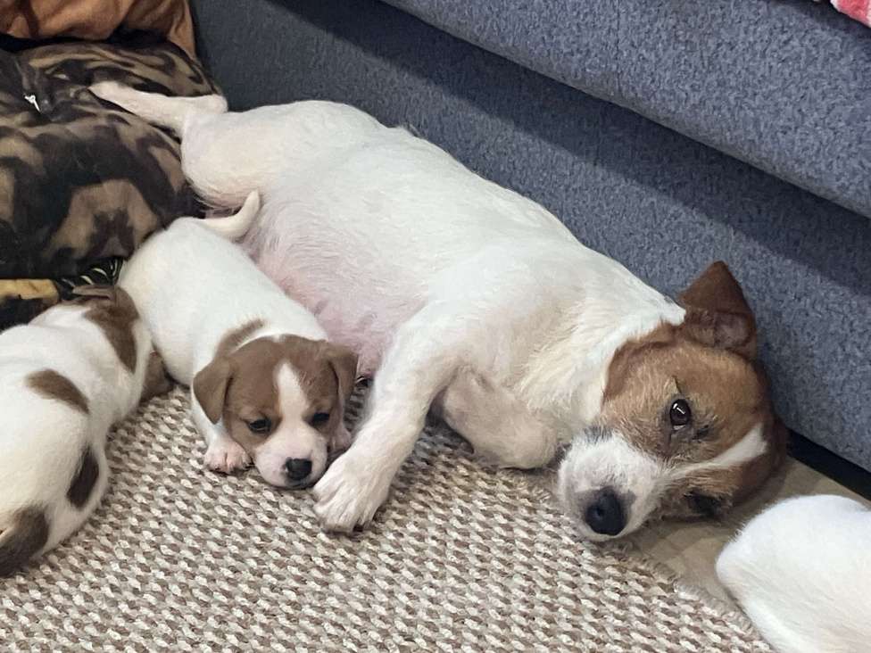 Собаки в Москве: Девочка Джек рассел РКФ Девочка, Бесплатно - фото 3