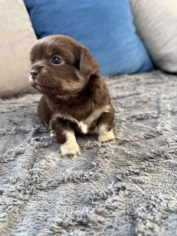 Собаки в других городах Московской области: Девочка чихуахуа Гермиона Девочка, 60 000 руб. - фото 3