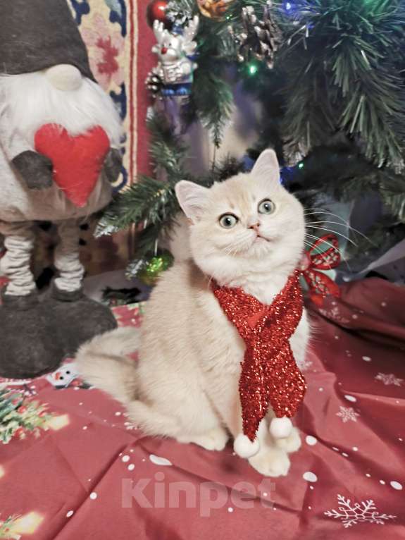 Кошки в Москве: Шикарная голубая золотая шиншилла  Девочка, 45 000 руб. - фото 3