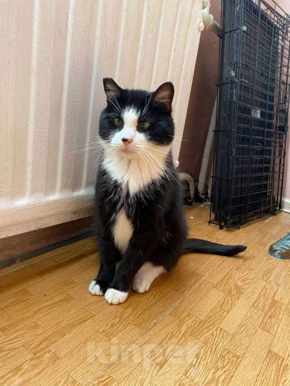 Кошки в Санкт-Петербурге: Маркиз ищет добрые руки Мальчик, Бесплатно - фото 6