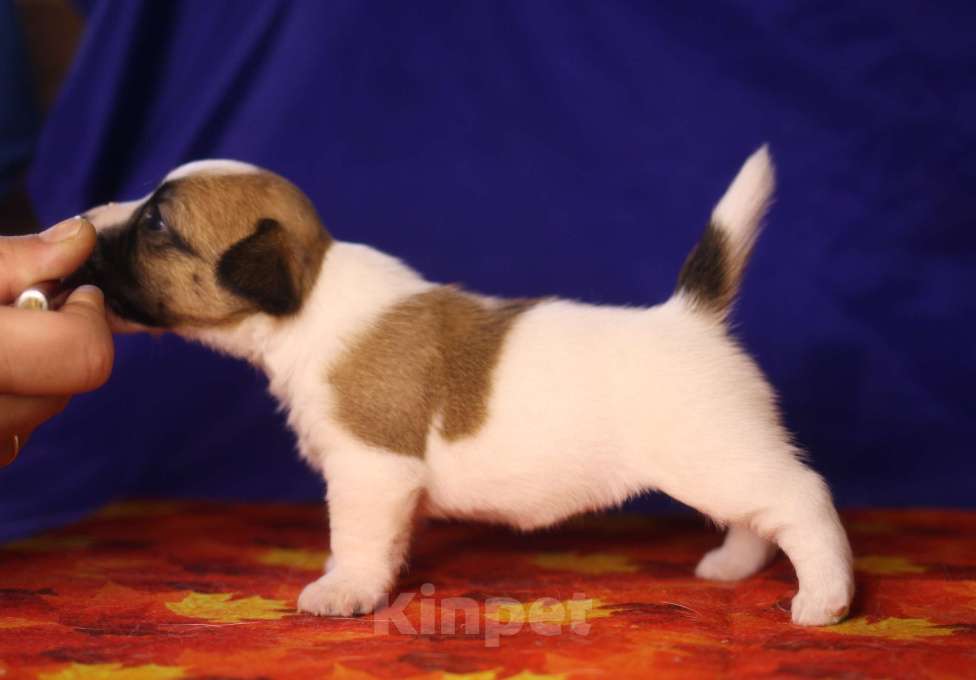 Собаки в Всеволожске: Щенок дрт девочка гладкая бело рыжая Девочка, 50 000 руб. - фото 2