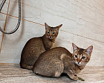 Кошки в Люберцах: Котята чаузи ф1b Девочка, 150 000 руб. - фото 8