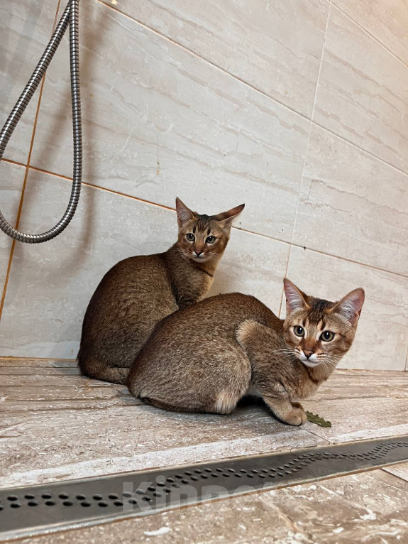 Кошки в Люберцах: Котята чаузи ф1b Девочка, 150 000 руб. - фото 8