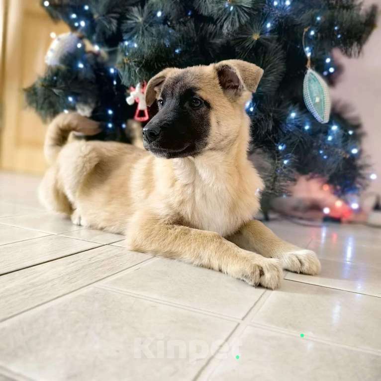 Собаки в Санкт-Петербурге: Щенки в добрые руки! Мальчик, Бесплатно - фото 1