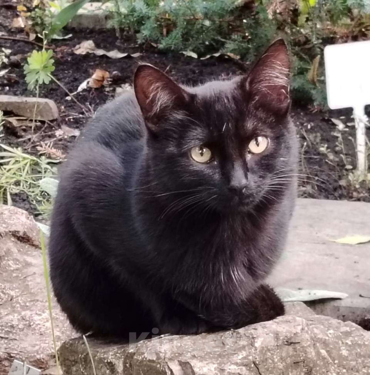 Кошки в других городах Башкортостана: Маленькое чудо ищет добрых хозяев Мальчик, 500 руб. - фото 3