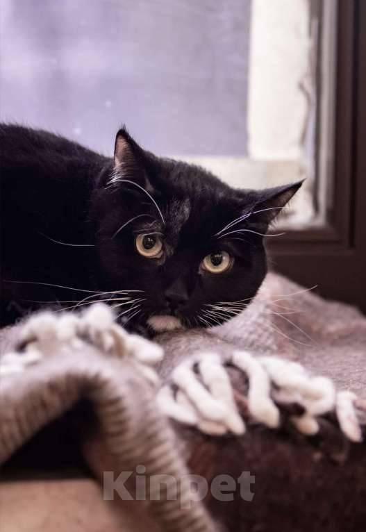 Кошки в Москве: Милка, Рафаэла и Харибо: ожидание, которое затянулось Девочка, Бесплатно - фото 3