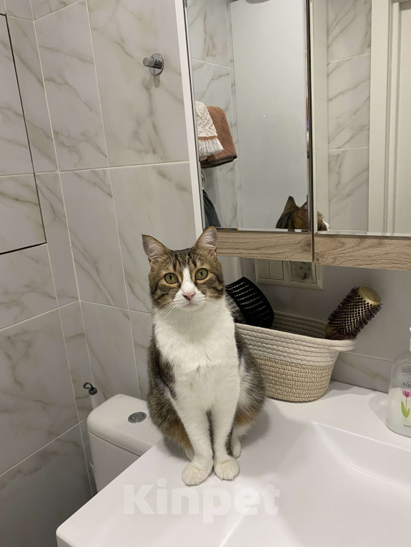 Кошки в других городах Московской области: 📌ПОТЕРЯЛСЯ КОТ📌 помогите найти за вознаграждение  Мальчик, 10 000 руб. - фото 3