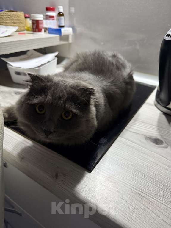 Кошки в Тюмени: Отдам в хорошие руки Мальчик, Бесплатно - фото 2