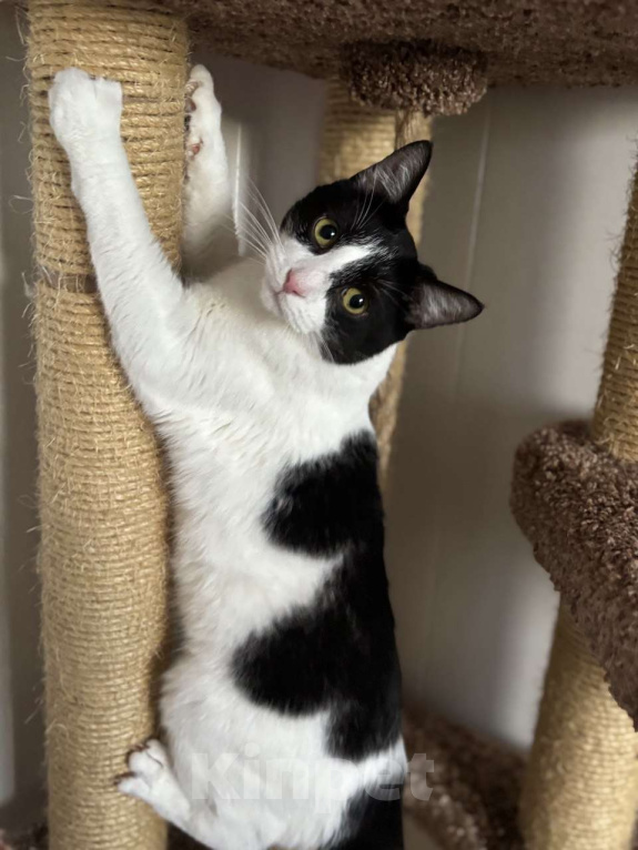 Кошки в Санкт-Петербурге: Котик в добрые руки Мальчик, Бесплатно - фото 3