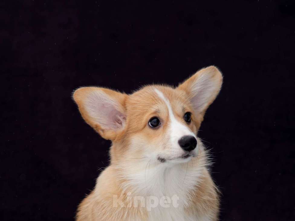 Собаки в Новосибирске: Щенок вельш корги пемброк Девочка, Бесплатно - фото 5