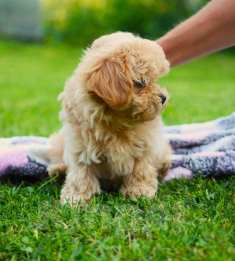 Собаки в Горном-Алтайске: Породный щенок с метрикой СКОР Мальчик, Бесплатно - фото 4