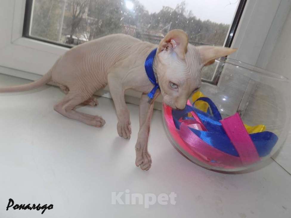 Кошки в Москве: Канадский сфинкс, мальчик Мальчик, 20 000 руб. - фото 6