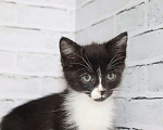 Кошки в Люберцах: котята в добрые руки Девочка, Бесплатно - фото 3