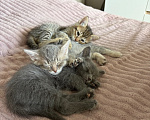 Кошки в Саратове: Котята в добрые руки Девочка, Бесплатно - фото 4