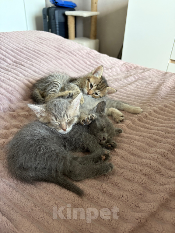 Кошки в Саратове: Котята в добрые руки Девочка, Бесплатно - фото 4