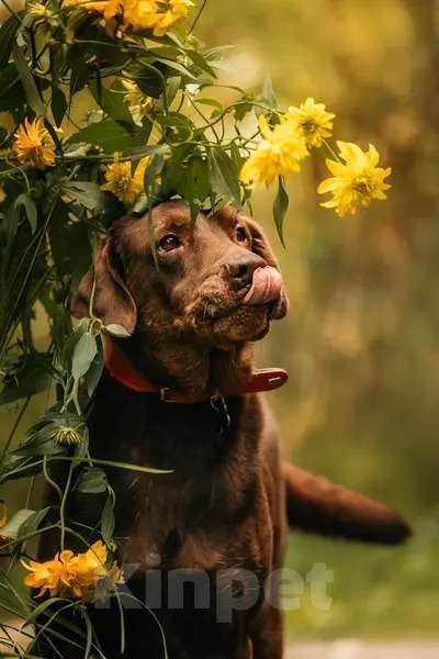 Собаки в Москве: Метис лабрадора Валико ищет дом.  Мальчик, Бесплатно - фото 2