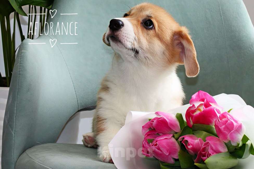 Собаки в Санкт-Петербурге: Щенок вельш корги пемброк Девочка, 80 000 руб. - фото 4