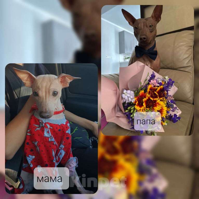 Собаки в Ставрополе: АГТ (Американский голый терьер) Мальчик, 40 000 руб. - фото 2