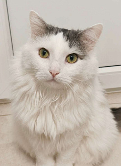 Пушистый Джерик ищет дом