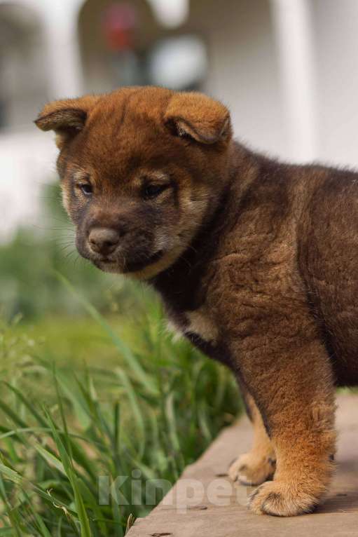 Собаки в Москве: Шикарные щенки Сиба ину Девочка, 50 000 руб. - фото 4