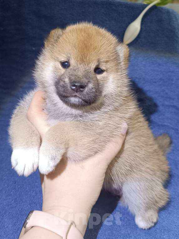 Собаки в Сертолово: Сиба щенок Девочка, 25 000 руб. - фото 2