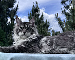 Кошки в Москве: Котёнок мейн-кун мальчик Veyron Lexy — глаза цвета неба и шерсть, в которую хочется зарыться Мальчик, 135 000 руб. - фото 3