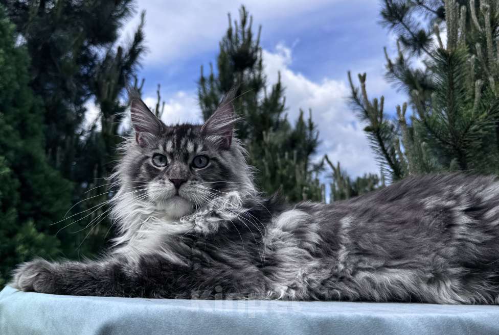 Кошки в Москве: Котёнок мейн-кун мальчик Veyron Lexy — глаза цвета неба и шерсть, в которую хочется зарыться Мальчик, 135 000 руб. - фото 3