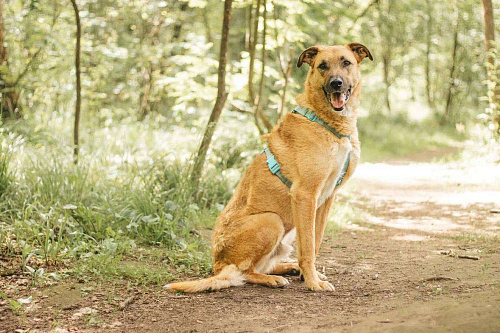 Тилль ищет дом