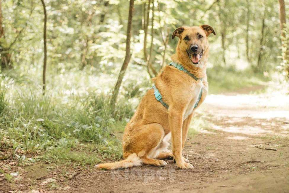 Собаки в Москве: Тилль ищет дом Мальчик, Бесплатно - фото 5