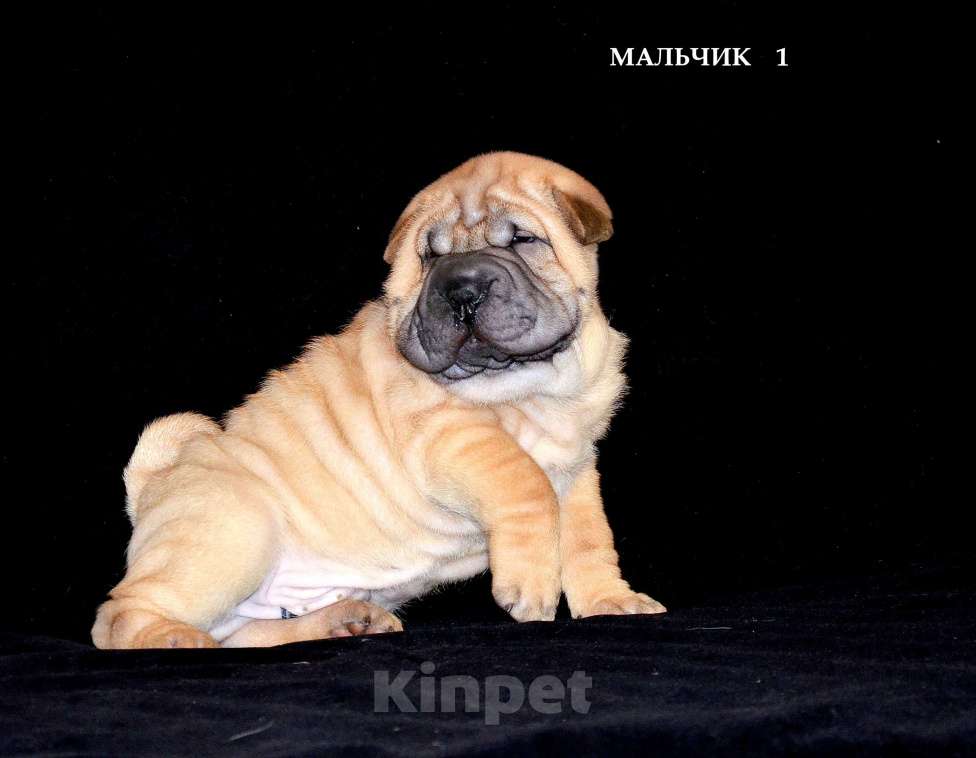 Собаки в Екатеринбурге: Лучший из Банды Рыжих. Мальчик, Бесплатно - фото 6