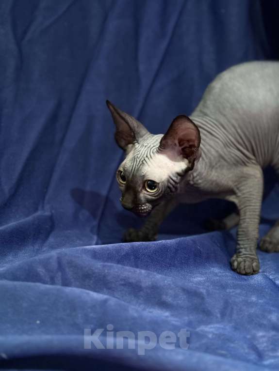 Кошки в Москве: Канадский сфинкс Мальчик, 20 000 руб. - фото 5