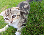 Кошки в Клине: Прекрасные котята ждут новых хозяев Мальчик, 20 руб. - фото 2